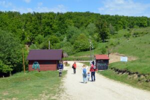 Urs brun salvat observat in Sanctuarul Libearty Zarnesti, cel mai mare din lume, in habitatul natural.